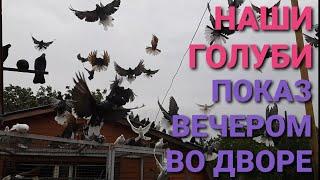 Наши голуби. Показ вечером во дворе. Николаевские голуби. Pigeons. الحمام. 鸽子. Nikolaev pigeons.