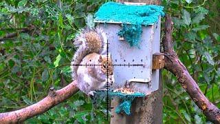 Grey Squirrel Hunting - The Grey Menace