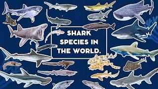 Shark Species In The World  Learn About Shark Species  Safeguard Shark Species Around The World