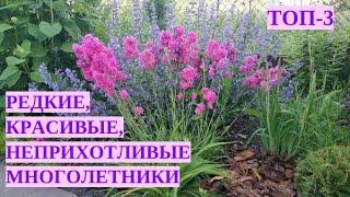 Нетипичные многолетники для сада. ТОП-3.