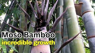 How MOSO BAMBOO PHYLLOSTACHYS EDULIS Grows So Fast