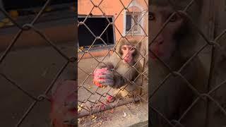 video monyet emosi saat dikasih makan  lucu