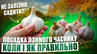 Посадка озимого часнику восени вибір правильного терміну і секрети успіху.