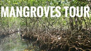 A Tour Of The Mangrove Tunnels In Jonesville Roatan #roatan #tour #tunnels