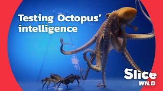 How clever is an octopus really?  AI