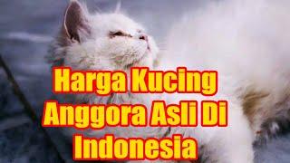 WOoOww Harga Kucing Anggora Asli di Indonesia 