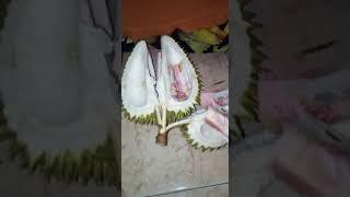 Durian ajaib