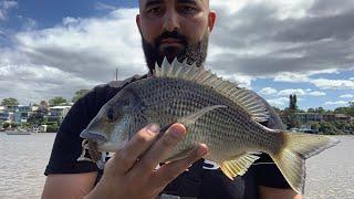 Sydney fishing catching a decent bream on soft plastics after the NSW floods. Great result