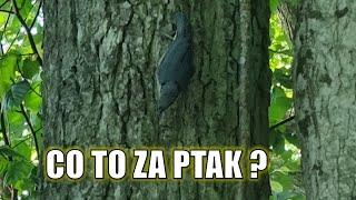 Co to za ptak?