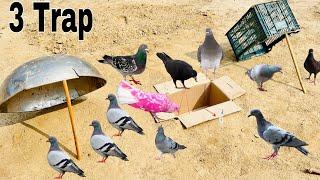 3 Ideas For Pigeon Trap  Birds Trap  How To Make Pigeon Trap  @qbtraps