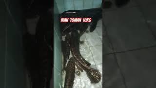 induk ikan toman dengan anak-anak nya terkena perangkap wak leon #shorts #mancing #trending #viral