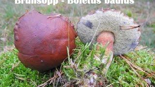 Brunsopp - Boletus badius