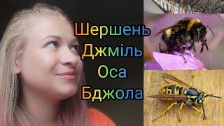 Чим відрізняються #бджола#оса #шершень #джмільпро комах ознайомлення з навколишнім світом