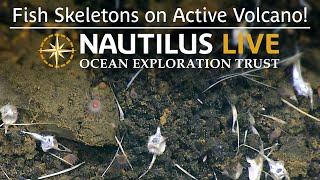 Fish Skeletons on Active Volcano Vailuluʻu Seamount  Nautilus Live