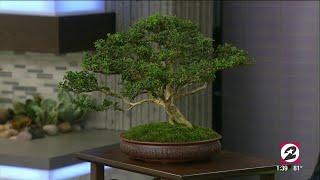 How to properly care for your Bonsai tree  HOUSTON LIFE  KPRC 2