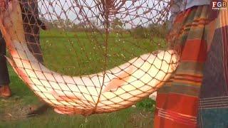 Amazing Big Rui Fish Catching in Village বড় রুই মাছের টানে দৌড়াই শিকারি