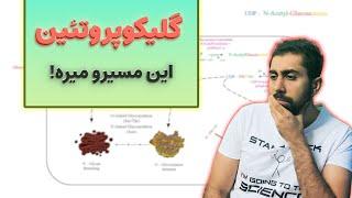 مسیر هگزوزآمین  گلیکوپروتیین ها  Hexosamine Pathway  بیوشیمی