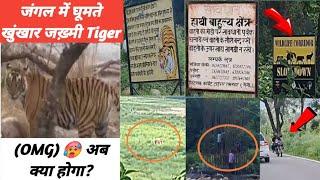 Jim Corbett National Park जंगल में घूमते खूंखार जख़्मी TigerOMGअब क्या होगा?@YuvrajjimCorbett