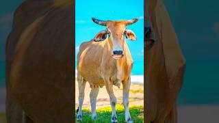 cow videos cow sound #cow