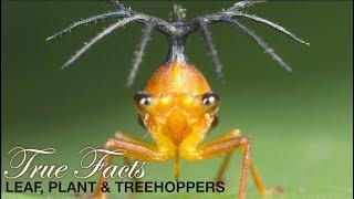 True Facts Leafhoppers and Friends