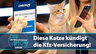 Die Katze kann’s dann können Sie es auch