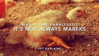 Paralysed chicken CAUSES Its not always Mareks  Sez the Vet