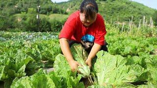 【陕北霞姐】地里白菜长了一大片，霞姐摘回家做“白菜鸡蛋烩豆腐”，清淡爽口超下饭