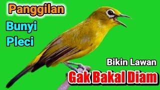 PLECI GACOR suara panggilan BURUNG PLECI bikin lawan gak bakal diam