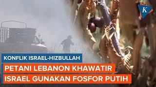 Israel-Hizbullah Saling Serang Petani Lebanon Khawatir Tanahnya Diracuni Fosfor Putih