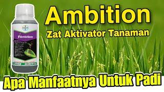 Manfaat Dan Kegunaan Ambition Untuk Tanaman PadiApakah hanya Asam Amino Didalamnya