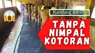 CARA MEMBERSIHKAN KANDANG SAPITANPA NIMPAL KOTORAN