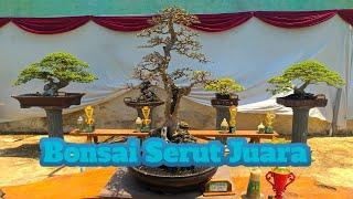 Bonsai Serut Juara 1 terbaik