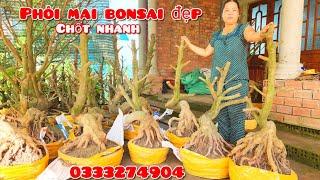 Phôi mai giảo bonsai đế vip dáng đẹp hoành to 176 #chịThảo0333274904MaivàngThanhTâm