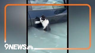 Dubai Police rescue cat from flood waters