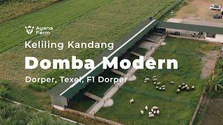 KELILING KANDANG DOMBA MODERN AYANA FARM INDONESIA  PETERNAKAN DOMBA DORPER