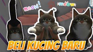 AKHIRNYA KITA PUNYA PELIHARAAN KUCING LUCU  