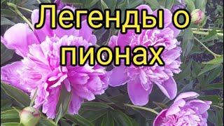 Легенды о пионах. А Вы знали о таких легендах?