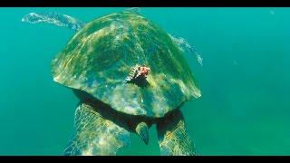 sea turtle tortuga Meeresschildkröte 1080p HD Relaxing Music Klangmassage