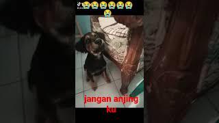 anjing ku yang sudah menaniku saat aku sendiri dan dia sudah di kasih orang jenis roottweller cewek