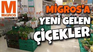 Migrosa Yeni Gelen Çiçekleri İnceledimMİGROS ÇİÇEK FİYATLARIMİGROS ANNELER GÜNÜ ÇİÇEKLERİ