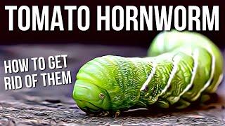 Tomato Hornworms  Best Way To Get Rid Of Tomato Hornworms