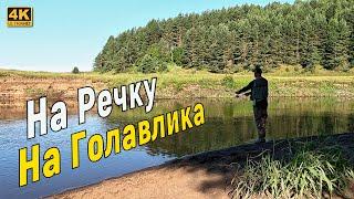 Голавль на малой реке. Рыбалка в июле 2024