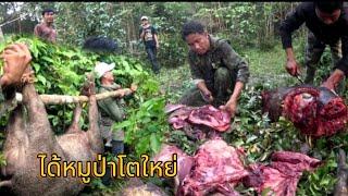 ลุ้นละทึกหมูป่าโตใหย่ กัดนายพานก๋อง