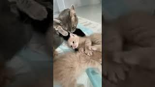 fight breaks out in the club #cute #kittens #shorts