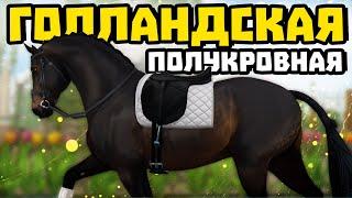 ПОКУПКА ГОЛЛАНДСКИХ ПОЛУКРОВНЫХ  ВЫЕЗДКОВАЯ ЛОШАДЬ  Star Stable