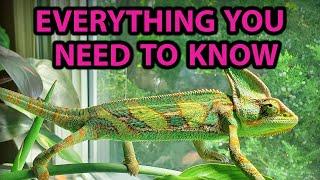 ULTIMATE VEILED CHAMELEON CARE GUIDE