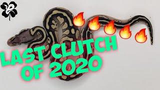 Last Ball Python clutch of 2020 and its a BANGER Mocha Leopards?