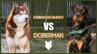 HUSKY VS DOBERMAN