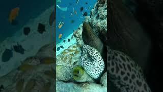 Can_you_count_how_many_species_of_Moray_Eels_in_one_hole #nature #short