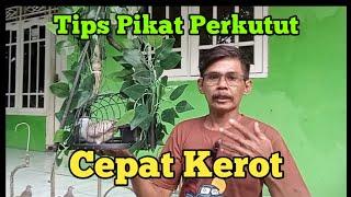 tips pikat perkutut cepat Kerot